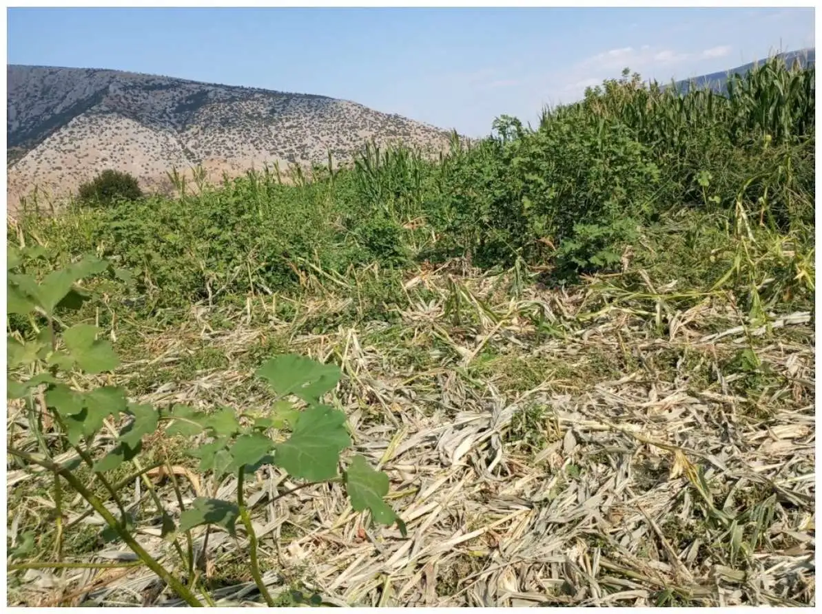 Τι θα γίνει επιτέλους με τα αγριογούρουνα; Απίστευτες εικόνες καταστροφής στη Θεσσαλία