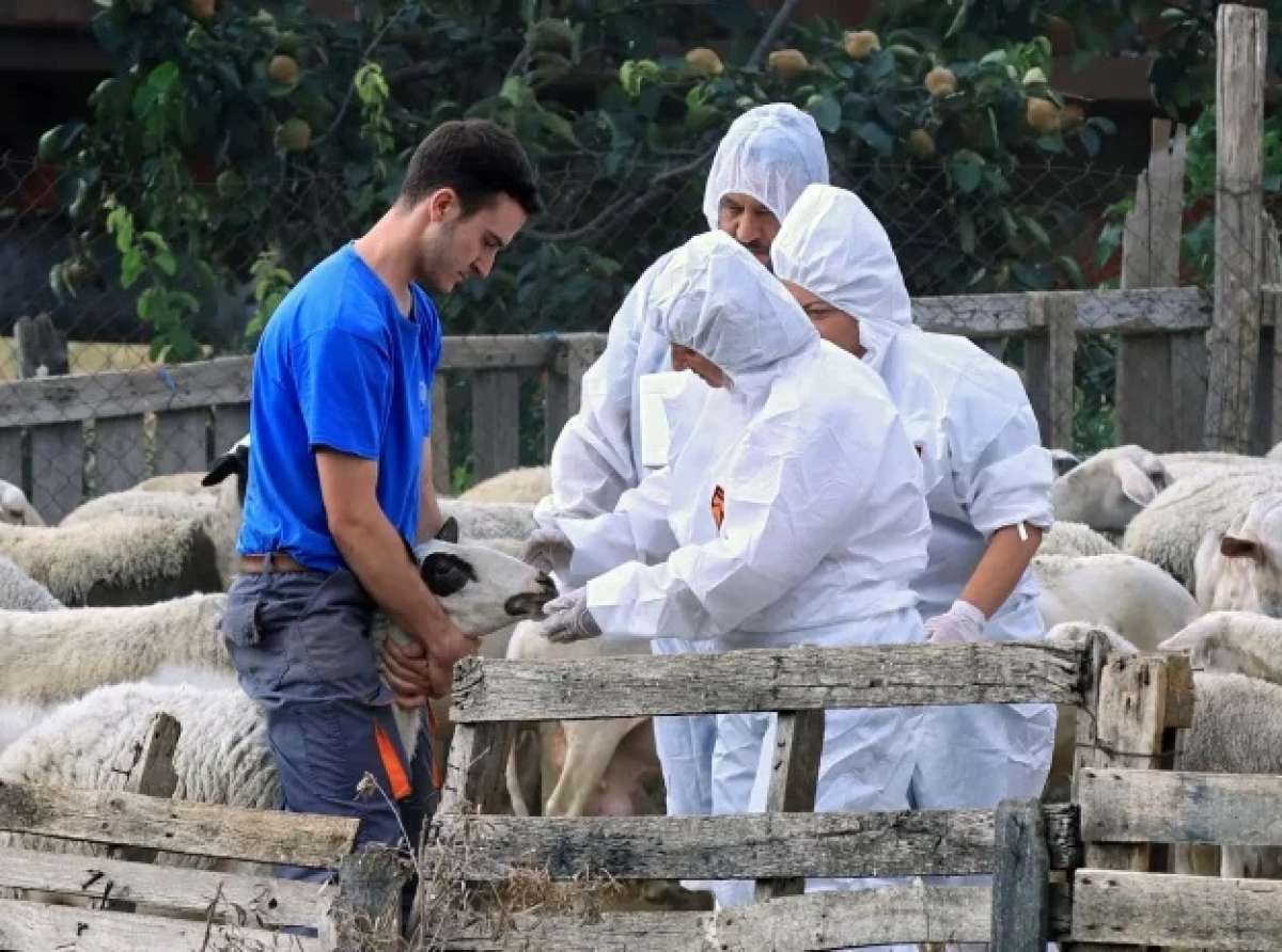 Κραυγή αγωνίας από τους κτηνοτρόφους