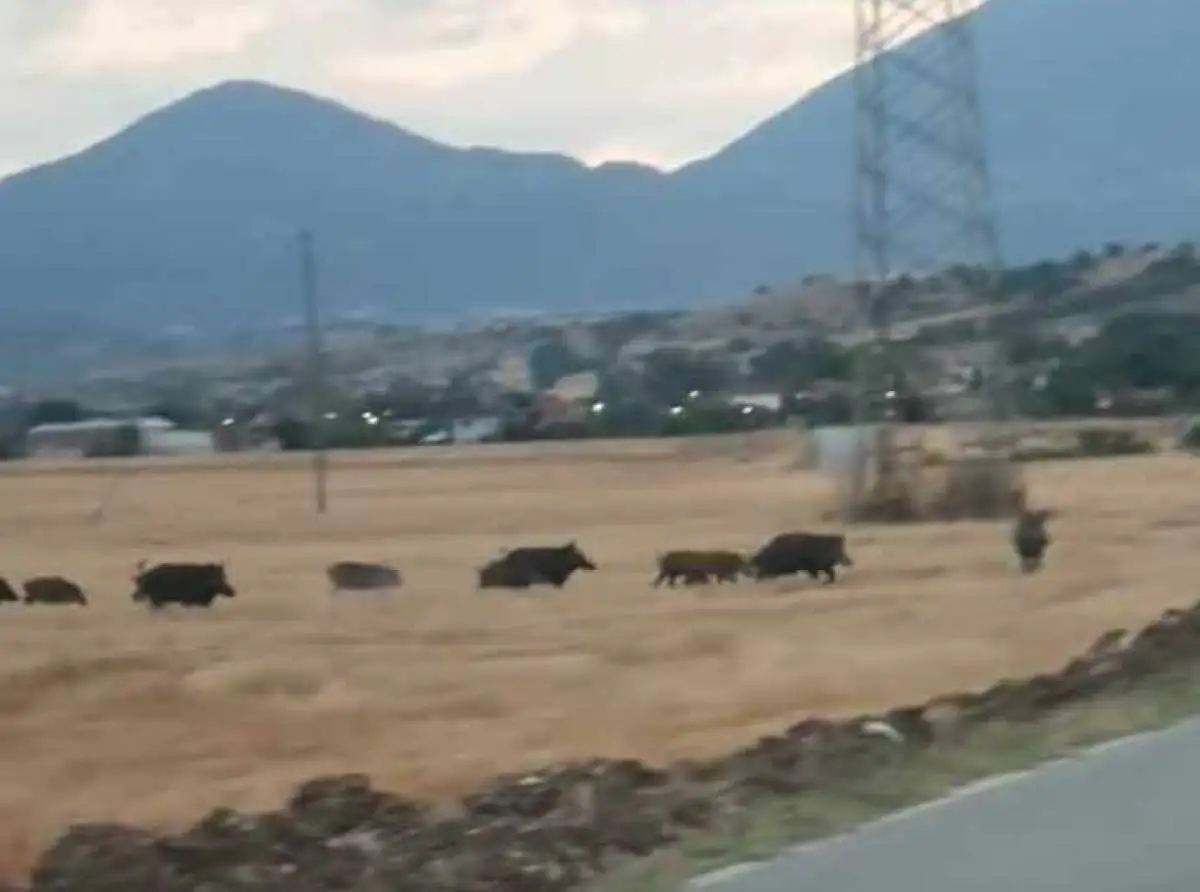 Απόγνωση!!! Αγέλες αγριογούρουνων με το φως της μέρας 100 μέτρα από χωριό της Ελασσόνας (ΦΩΤΟ)