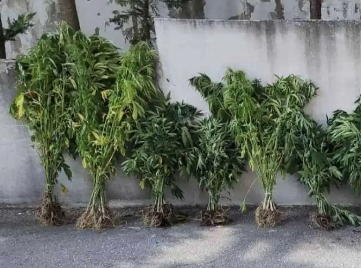 Ξεριζώθηκαν δενδρύλλια κάνναβης σε περιοχή της Καρδίτσας