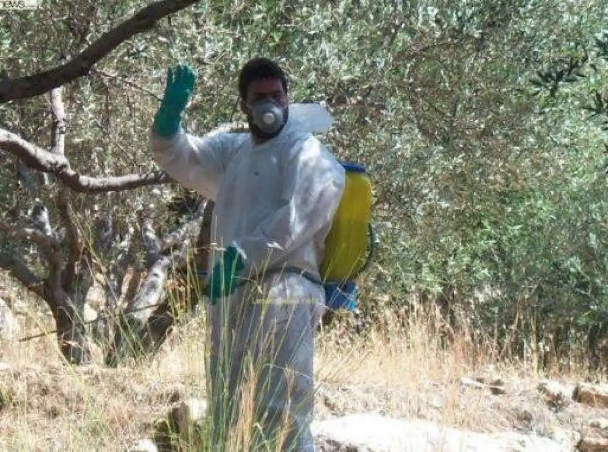 Περιφέρεια | Διακοπή δακοκτονίας σε ελαιοπερίβολα λόγω βροχής