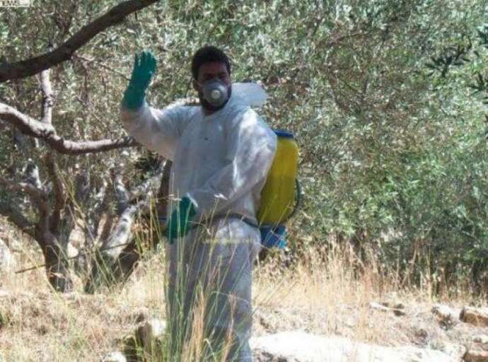 Περιφέρεια | Διακοπή δακοκτονίας σε ελαιοπερίβολα λόγω βροχής
