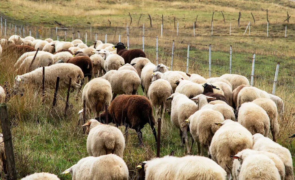 Συναγερμός πριν το Πάσχα για νέα κρούσματα ευλογιάς στα αιγοπρόβατα