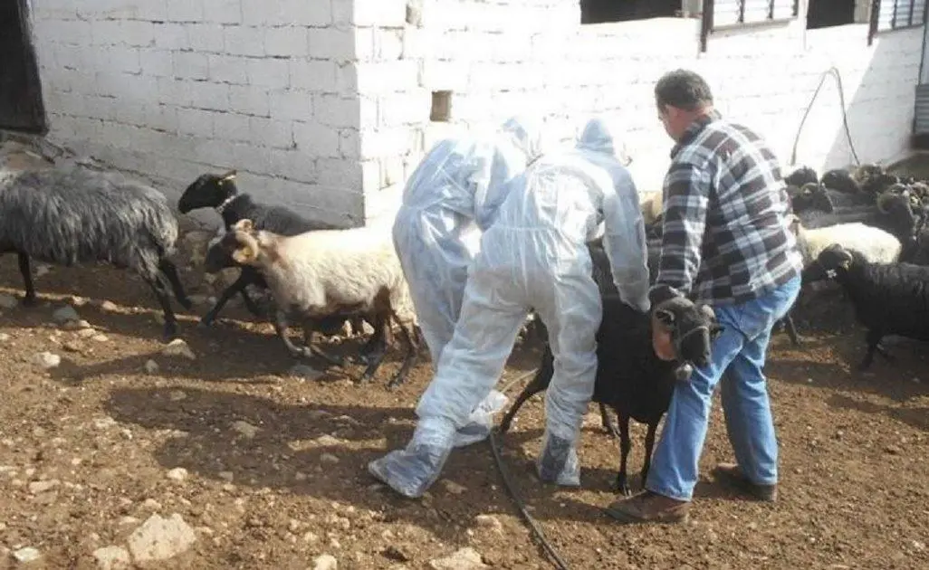 Όλες οι κρίσιμες απαντήσεις για την ευλογιά των αιγοπροβάτων