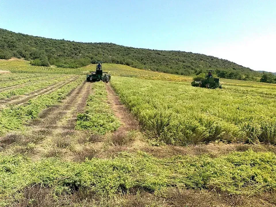 Επιστολή Συνεταιρισμών για προβλήματα σε καλλιέργειες αρωματικών φυτών στη Θεσσαλία  