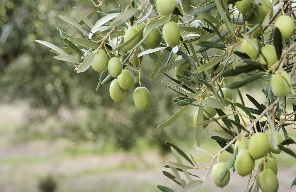 Προσλήψεις συμβασιούχων για τις ελαιοκομικές περιοχές από την Περιφέρεια