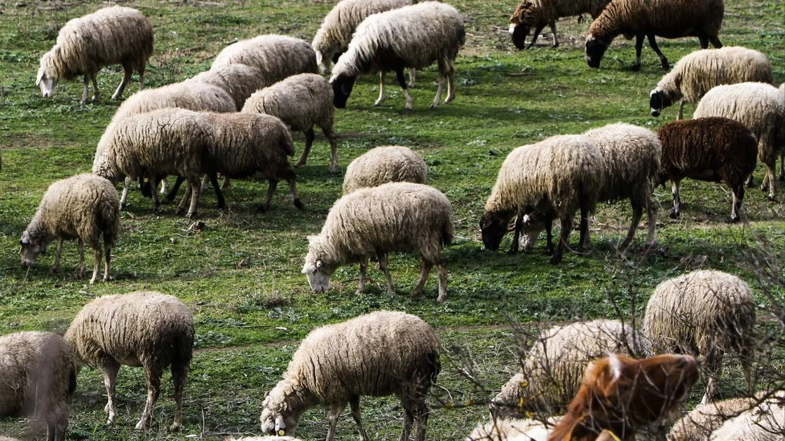 Ευλογιά προβάτων: Η κυβέρνηση απορρίπτει τον εμβολιασμό και ενισχύει τα μέτρα βιοασφάλειας