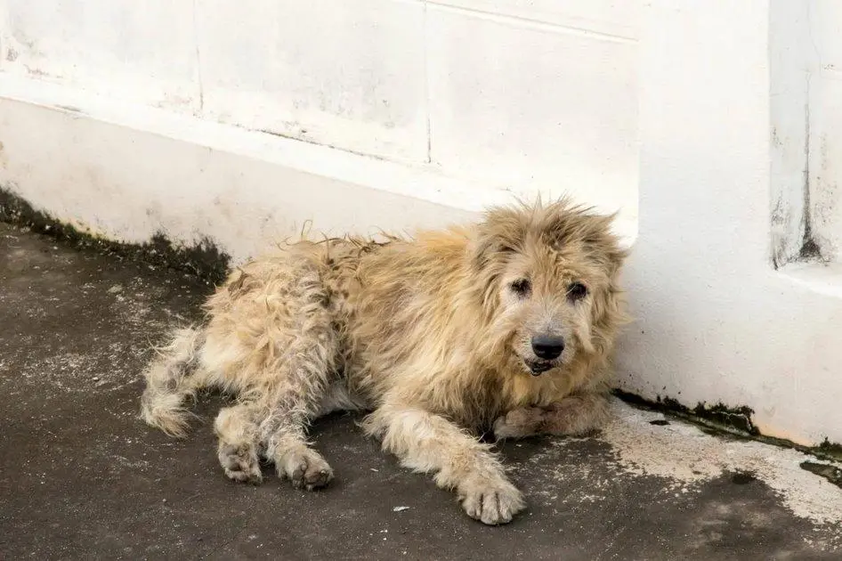 Σύλληψη και πρόστιμο για Λαρισαίο που είχε... παρατημένο σκύλο
