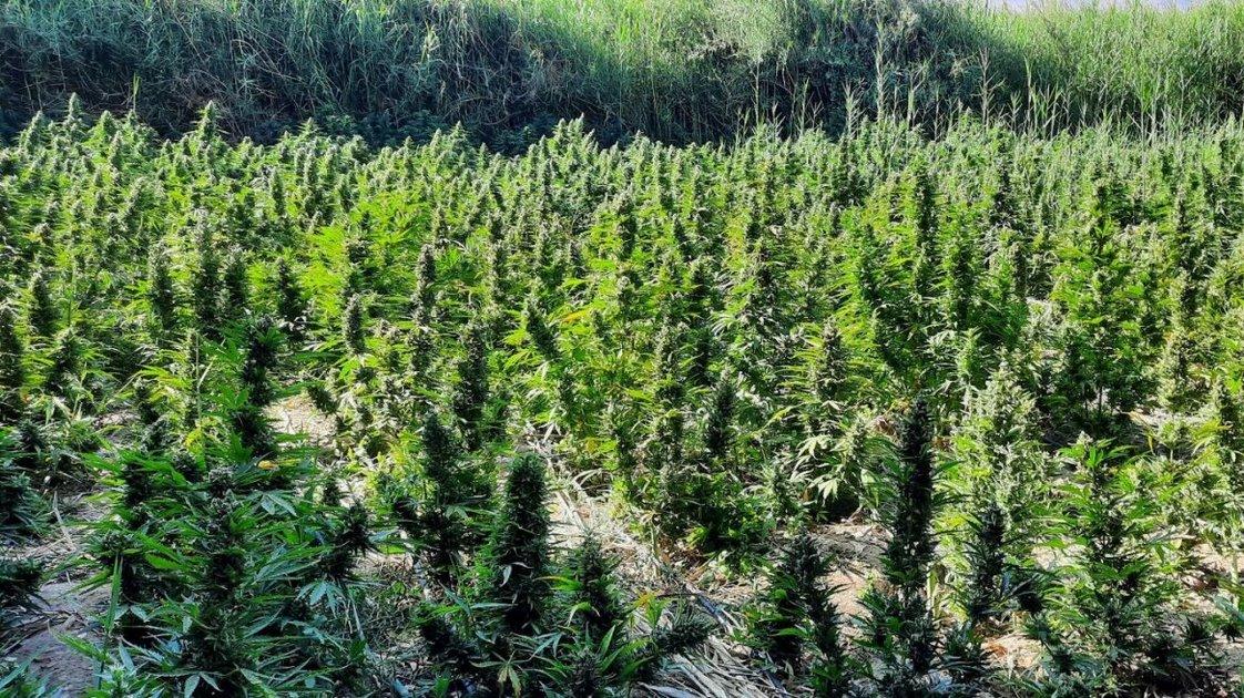 Μεγάλη χασισοφυτεία στη Λάρισα - Πάνω από 5.000 δενδρύλλια