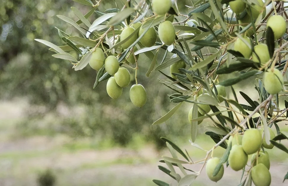 "Αναγκαίο βήμα που υπηρετεί το συμφέρον των ελαιοπαραγωγών"