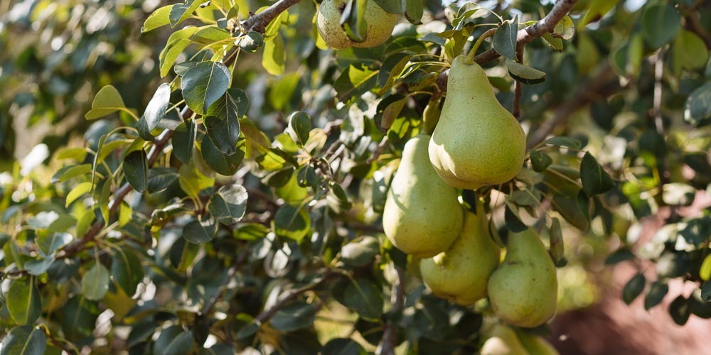 Τύρναβος: Ξεκινά η συγκομιδή των πρώιμων αχλαδιών - Εκκρεμούν ακόμη οι αποζημιώσεις για τις περσινές ζημιές