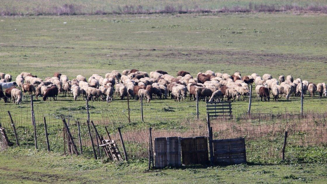 Η ΕΛ.ΑΣ. αποκαλύπτει τη συμμορία της Κάρλας στο σκάνδαλο του ΟΠΕΚΕΠΕ