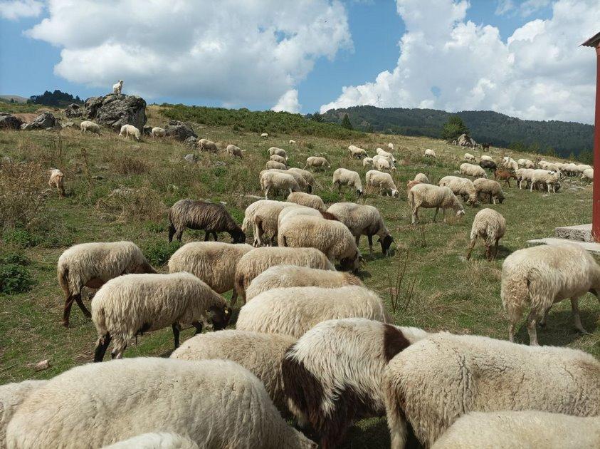 Νέες παραβάσεις των μέτρων βιοασφάλειας για την ευλογιά αιγοπροβάτων σε Γιάννουλη και Δαμάσι