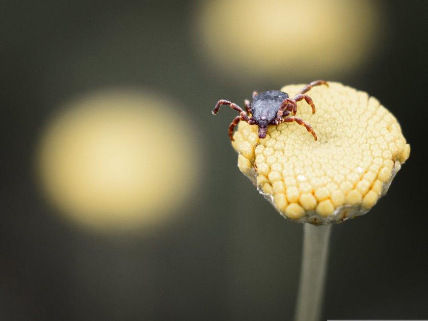 Πως κι από που έφτασε στη Λάρισα το τσιμπούρι του Αιμορραγικού Πυρετού!!!