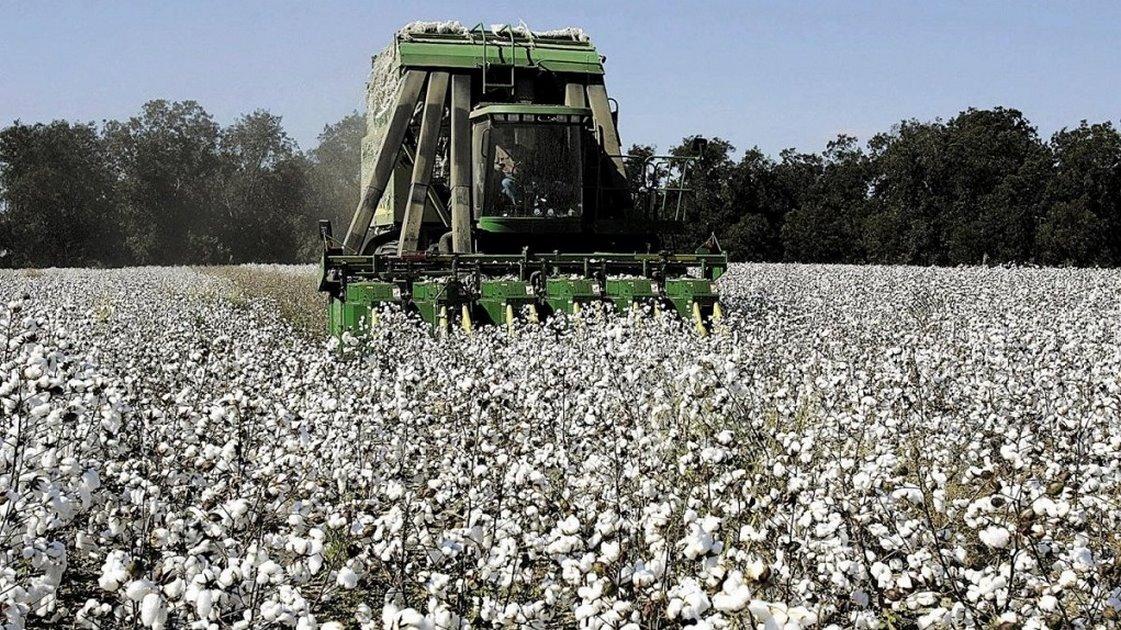 Στα 73,4 ευρώ ανά στρέμμα η ειδική ενίσχυση στο βαμβάκι